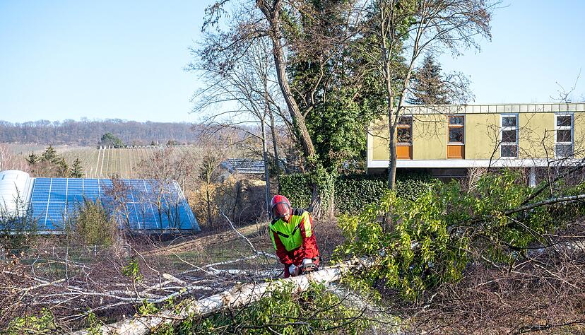 Auf dem Gelände der alten Jugendherberge an der Schirrmannstraße werden Bäume für die Neubebauung gefällt.
Foto: Mario Berger