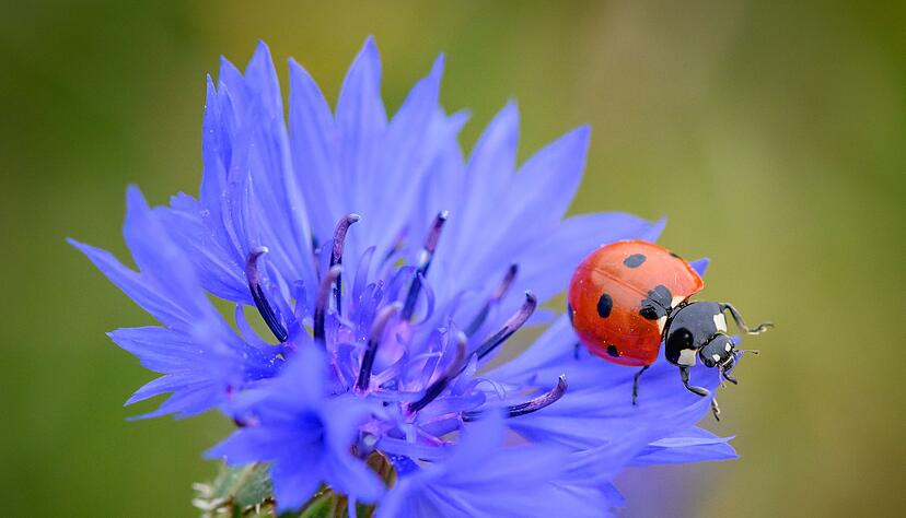 Marienk&auml;fer fressen Blattl&auml;use und helfen so, Pflanzen im Garten gesund zu halten.