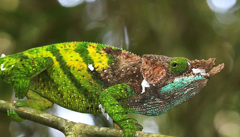 Das Chamäleon von O'Shaughnessy lebt nur in Madagaskar.