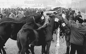 Wer hat das schönste Pferd? Fachsimpeln ist beim Pferdemarkt heute noch angesagt. Die Stadt lobt Preisgelder aus. Wer hat das schönste Pferd? Fachsimpeln ist beim Pferdemarkt heute noch angesagt. Die Stadt lobt Preisgelder aus.