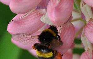 Eine Hummel sitzt auf der Blüte einer Lupine. Eine Hummel sitzt auf der Blüte einer Lupine.