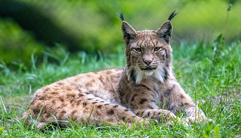 Ein Luchs liegt im Bayerwald-Tierpark in Lohberg in seinem Gehege.