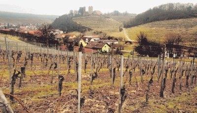 Blick auf das Dorf und die Burg Neipperg: Unzählige Weinberge prägen das Bild des Zabergäus.Foto: Dittmar Dirks