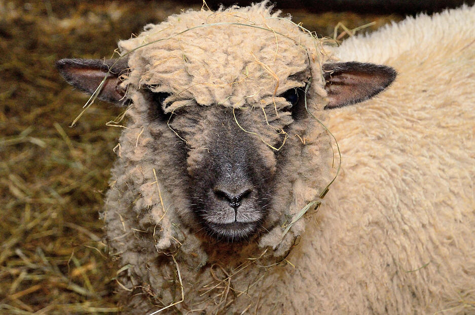 Eines der Lämmer, die den Angriff eines bisher unbekannten Tieres überlebt haben.