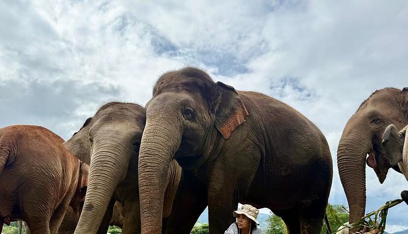 Völlig ohne Angst sitzt Lek oft unter den tonnenschweren Körpern ihrer Schützlinge. Völlig ohne Angst sitzt Lek oft unter den tonnenschweren Körpern ihrer Schützlinge.