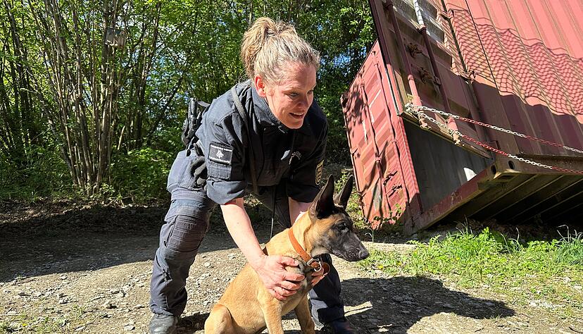 Malinois-Welpe Ignaz beim Training mit seiner Hundef&uuml;hrerin Carmen Zartmann-Seitz. Wenn sie das Kommando gibt, l&auml;uft Ignaz los.