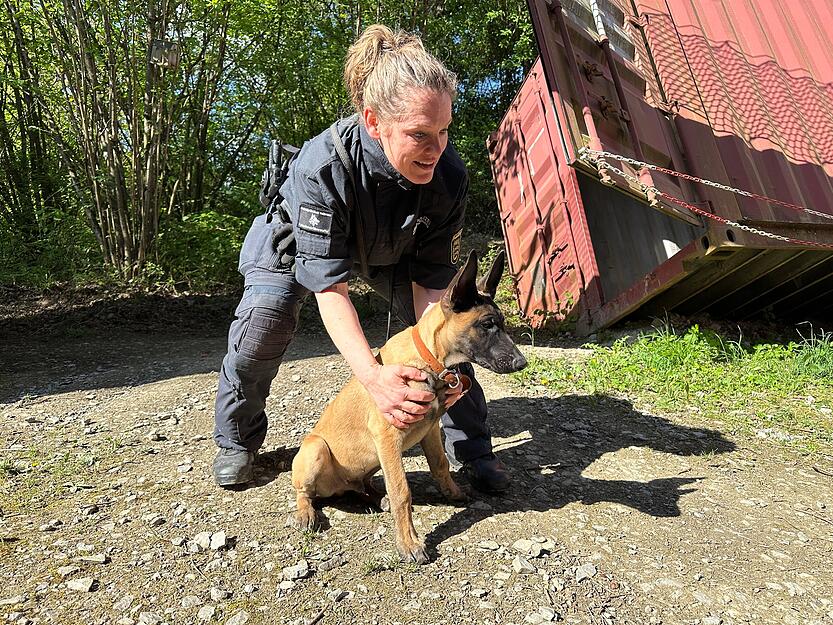 Malinois-Welpe Ignaz beim Training mit seiner Hundef&uuml;hrerin Carmen Zartmann-Seitz. Wenn sie das Kommando gibt, l&auml;uft Ignaz los.