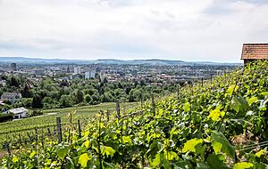 Vom Wartberg aus lässt sich diese Stadt zwischen Reben und Industrie, zwischen alten Villen und Bausünden am besten überblicken.
Foto: Andreas Veigel Vom Wartberg aus lässt sich diese Stadt zwischen Reben und Industrie, zwischen alten Villen und Bausünden am besten überblicken.
Foto: Andreas Veigel