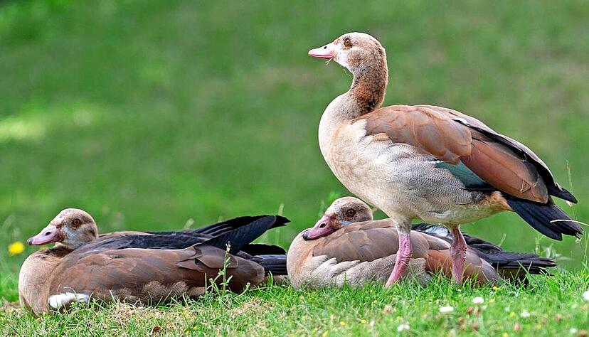 Schön anzusehen, aber mittlerweile ungeliebter Gast: Nilgänse breiten sich hierzulande aus. Schön anzusehen, aber mittlerweile ungeliebter Gast: Nilgänse breiten sich hierzulande aus.