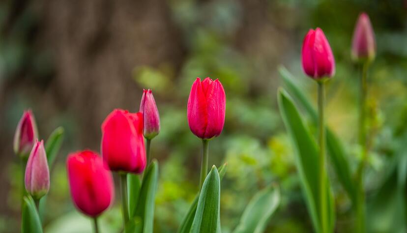 Eignen sich als Verstecke f&uuml;r kleine, leichte Eier: Tulpenbl&uuml;ten. Aber bitte nur die eigenen Pflanzen nehmen.
