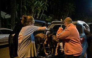 Mehrere Personen helfen beim Transport von Hunden in El Sauzal, nachdem ein Tierheim vorsichtshalber evakuiert wurde, um die Tiere vor dem Rauch des Brandes zu schützen. Mehrere Personen helfen beim Transport von Hunden in El Sauzal, nachdem ein Tierheim vorsichtshalber evakuiert wurde, um die Tiere vor dem Rauch des Brandes zu schützen.