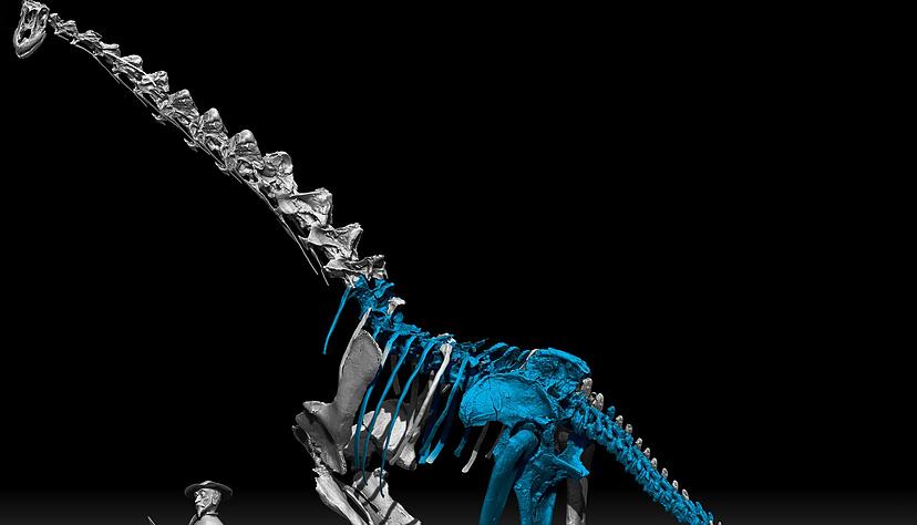 Die Romanfiguren Don Quichotte und sein Gehilfe Sancho Pansa sind in dieser Illustration neben dem neu entdeckten Dinosaurier zu sehen. Die Romanfiguren Don Quichotte und sein Gehilfe Sancho Pansa sind in dieser Illustration neben dem neu entdeckten Dinosaurier zu sehen.