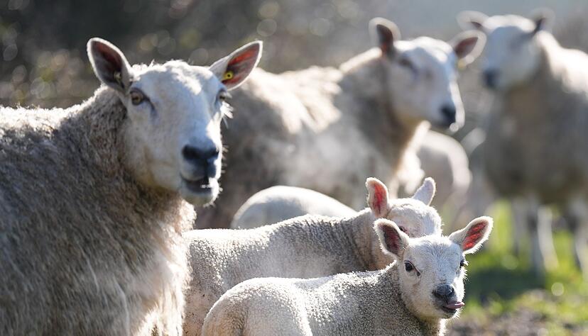 Der Stall der Schafe brannte lichterloh. (Symbolbild)