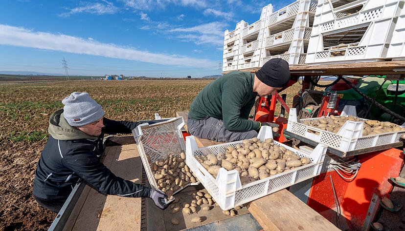 Die Fr&uuml;hkartoffelsaison im Unterland hat begonnen. Der offizielle Start der Auspflanzung geriet bei den Lauffener Landwirtschaftsfamilien Schiefer und Hirschm&uuml;ller kurz ins Stocken, wird aber voraussichtlich ab Mittwoch wie geplant weitergehen. Foto: Mario Berger