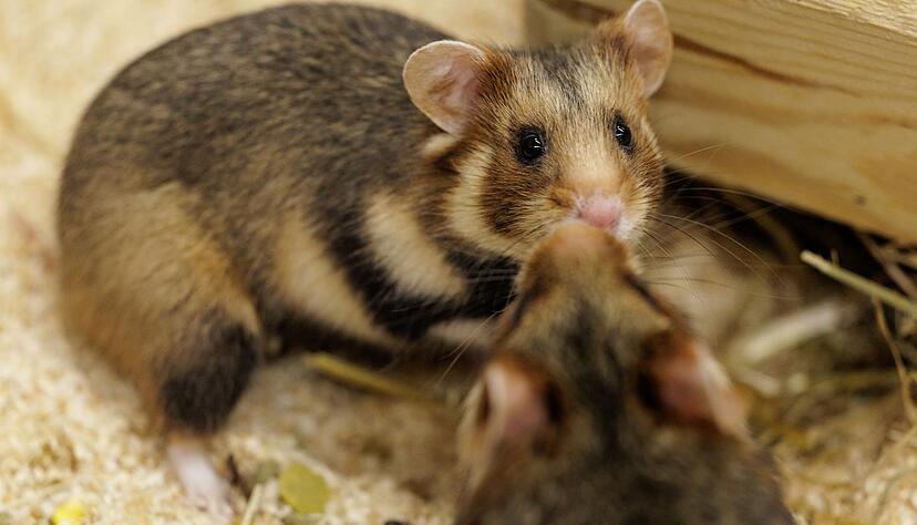 Vorsichtige Annäherung. Ein Weibchen und ein Männchen sind im NRW-Artenschutzzentrum für die Verpaarung vorgesehen. Vorsichtige Annäherung. Ein Weibchen und ein Männchen sind im NRW-Artenschutzzentrum für die Verpaarung vorgesehen.