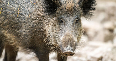 Eine Rotte Wildschweine soll für Verkehrsbehinderungen auf der A6 verantwortlich sein.
