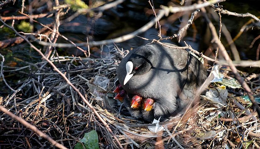 Auch in Deutschland nutzen Bl&auml;ssh&uuml;hner oft M&uuml;ll f&uuml;r ihre Nester. In Amsterdam wurden nun Nestbauten untersucht. (Archivbild)