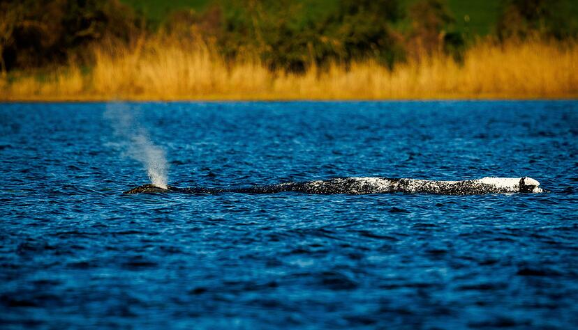 Der Buckelwal liegt unver&auml;ndert im Flachwasser vor der Insel Poel.