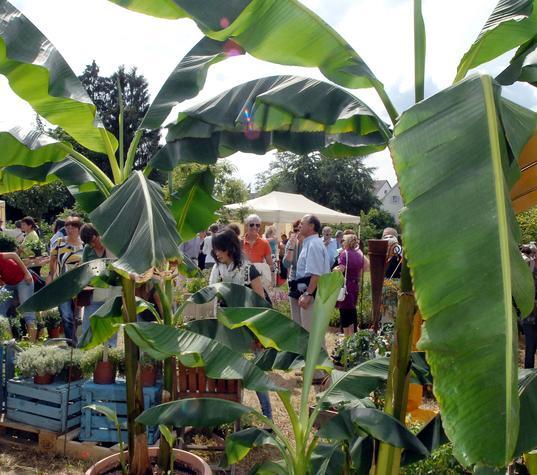Kunsthandwerkermarkt im Botanischen Obstgarten. Kunsthandwerkermarkt im Botanischen Obstgarten.