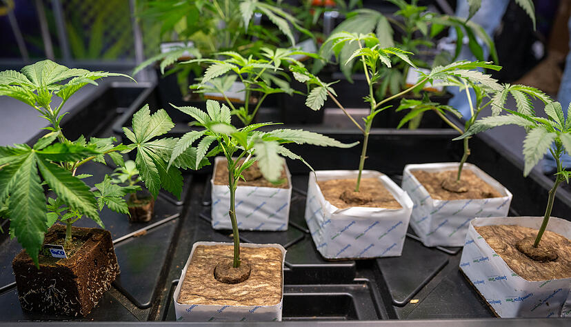 In Cannabis Clubs soll künftig Gras legal angebaut und an die Mitglieder ausgegeben werden. In Cannabis Clubs soll künftig Gras legal angebaut und an die Mitglieder ausgegeben werden.