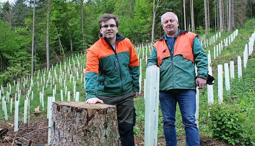 Waldbesitzer Eberhard (rechts) und Jan Thierl aus M&ouml;ckm&uuml;hl auf ihrer Fl&auml;che, auf der sie alle Fichten f&auml;llten. Traubeneichen und Hainbuchen sind die Nachfolger. Fotos: Friese