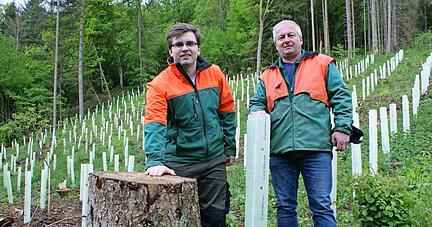 Waldbesitzer Eberhard (rechts) und Jan Thierl aus M&ouml;ckm&uuml;hl auf ihrer Fl&auml;che, auf der sie alle Fichten f&auml;llten. Traubeneichen und Hainbuchen sind die Nachfolger.
Fotos: Friese