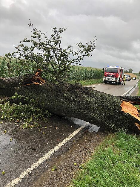 Die Feuerwehr Ittlingen beseitigt einen umgestürzten Baum.