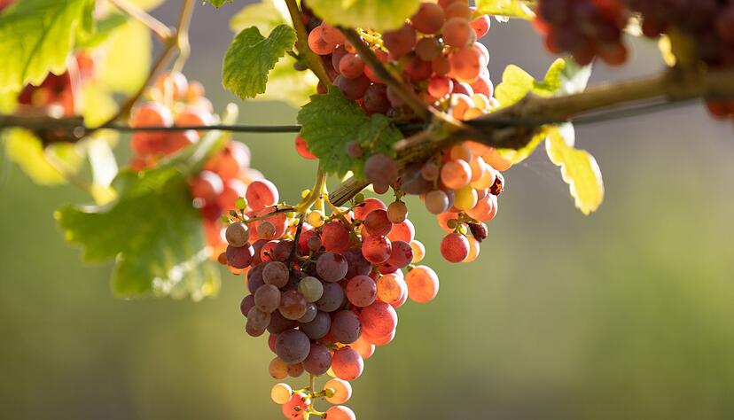 Zu viel Restsüße , außerdem stünden die "kommerziellen Interessen" im Vordergrund: Star-Sommelière Paula Bosch hält nicht viel vom Lauffener "Brigitte"-Wein. Zu viel Restsüße , außerdem stünden die "kommerziellen Interessen" im Vordergrund: Star-Sommelière Paula Bosch hält nicht viel vom Lauffener "Brigitte"-Wein.