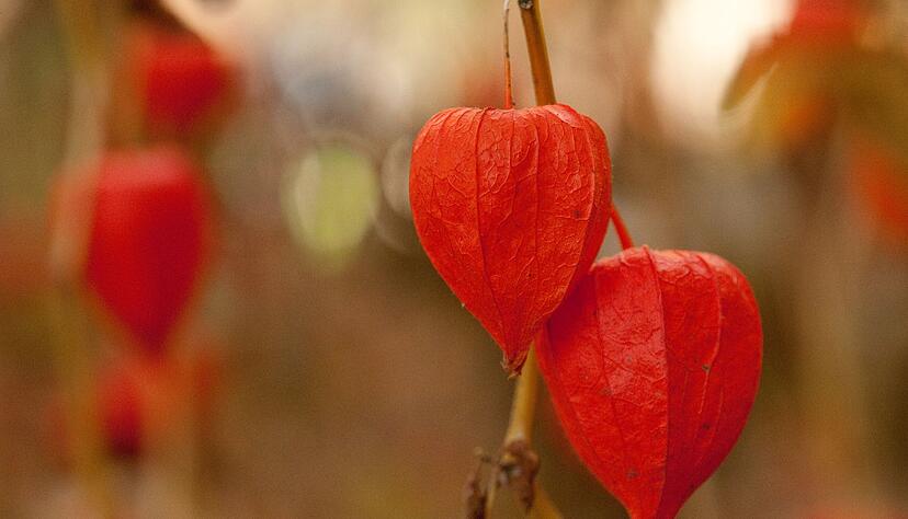 Verwandt mit der essbaren Andenbeere: Die Früchte der Lampionblume (Physalis alkekengi) sind allerdings giftig. Verwandt mit der essbaren Andenbeere: Die Früchte der Lampionblume (Physalis alkekengi) sind allerdings giftig.