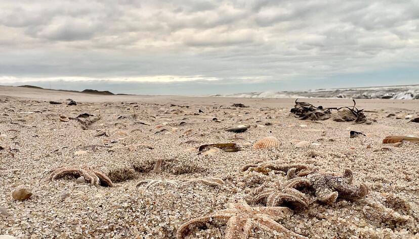Tote Seesterne liegen am Strand zwischen den Orten Kampen und List auf Sylt.