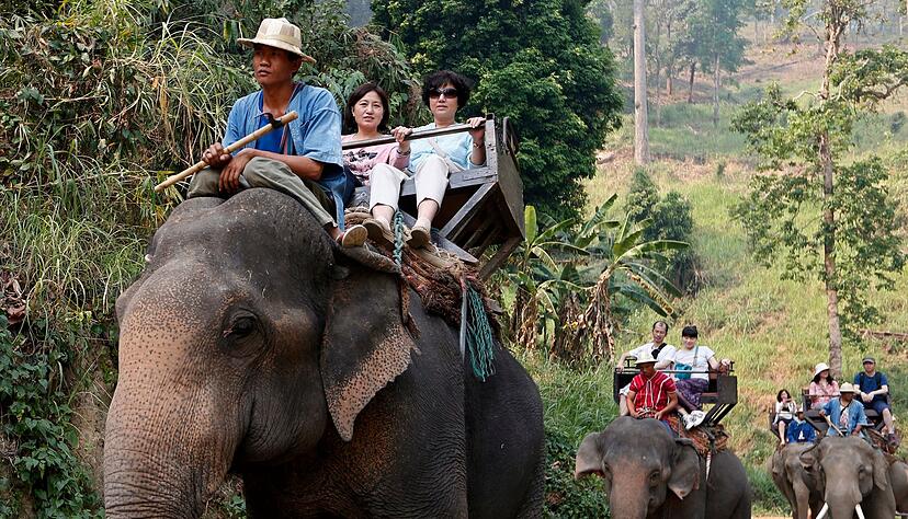 Noch immer werden Elefanten in Thailand für Touristenritte ausgebeutet - aber immer mehr Camps steigen auf eine tierfreundlichere Behandlung um. (Archivbild) Noch immer werden Elefanten in Thailand für Touristenritte ausgebeutet - aber immer mehr Camps steigen auf eine tierfreundlichere Behandlung um. (Archivbild)