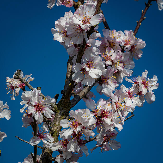 Viele kleine Mandelbl&uuml;ten sind auch rund um Neipperg bei Brackenheim zu entdecken.