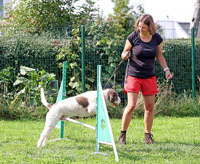 Agility Hunde-Training Lesersommer Agility Hunde-Training Lesersommer