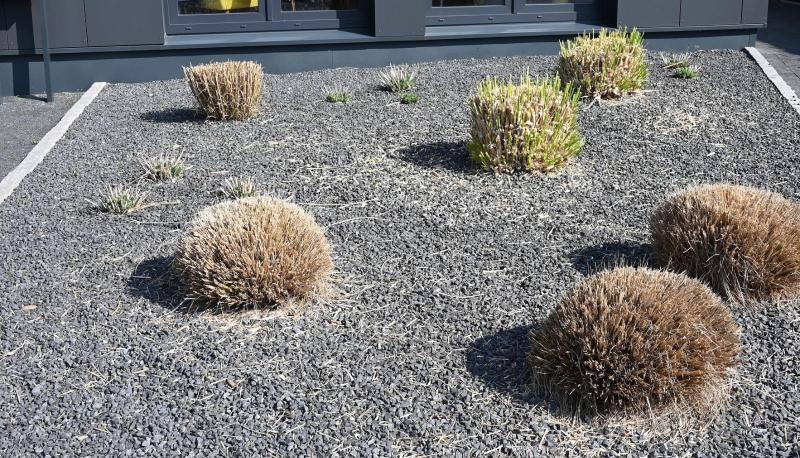 Pflanzen ragen aus einem Vorgarten mit grauen und schwarzen Kieselsteinen.
