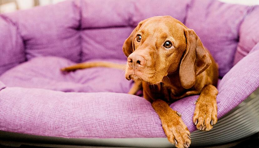 Hat man am besten bereits bevor der Hund einzieht: ein Körbchen oder eine Decke zum Schlafen für den Vierbeiner. Hat man am besten bereits bevor der Hund einzieht: ein Körbchen oder eine Decke zum Schlafen für den Vierbeiner.