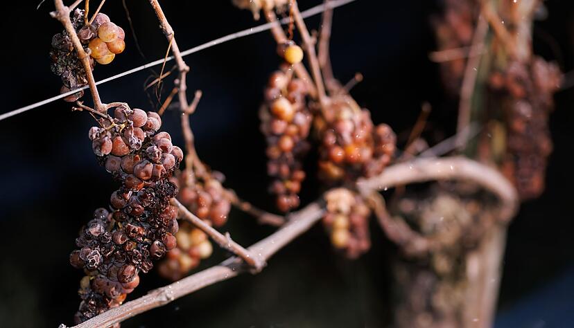 Winzer in S&uuml;dbaden haben am Wochenende Eiswein gelesen.