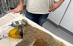 Hier versorgen die Tierretter einen Koala.
Fotos: Animal Desaster Response Germany Hier versorgen die Tierretter einen Koala.
Fotos: Animal Desaster Response Germany