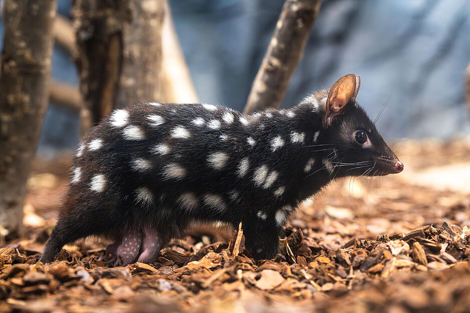 Dabei bot sich ein skurriler Anblick, als die Spr&ouml;sslinge der Quolls (auch T&uuml;pfelbeutelmarder genannt) schon mehrere Wochen alt waren. Dann waren sie n&auml;mlich l&auml;ngst viel zu gro&szlig; f&uuml;r den Beutel der Mutter, wurden aber dennoch st&auml;ndig umhergetragen. Daf&uuml;r mussten sie sich mit dem Kopf im Beutel an den m&uuml;tterlichen Zitzen festsaugen &ndash; w&auml;hrend der Rest des K&ouml;rpers unter dem Leib der Mutter umherbaumelte.