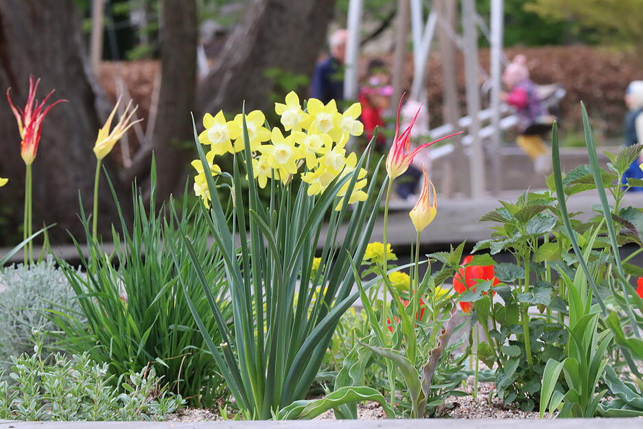 P&uuml;nktlich zum Feiertag bl&uuml;hen die Osterglocken in voller Pracht in einem der vielen Blumenbeete im &Ouml;hringer Hofgarten.