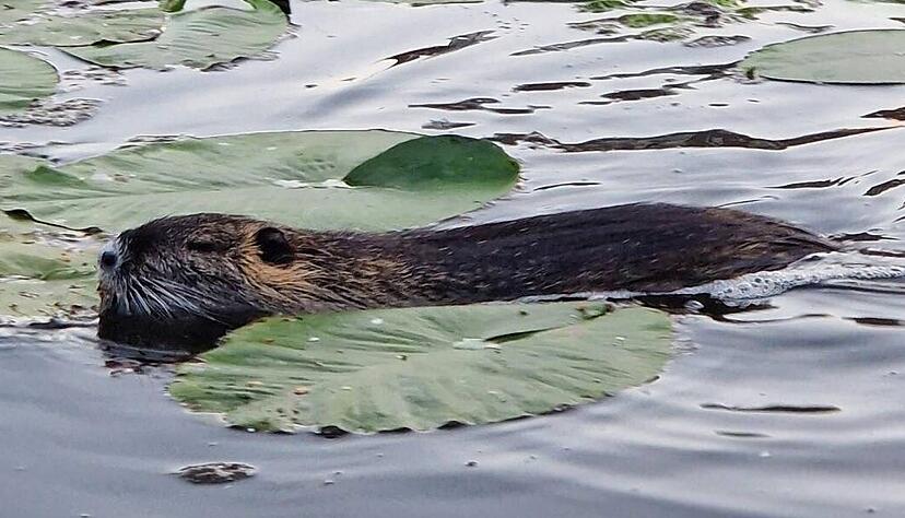 Nicht menschenscheu: Ein Exemplar der Nutria schwimmt im Heilbronner Neckararm zwischen Experimenta und Neckarterrasse.
Foto: Samuel Golter Nicht menschenscheu: Ein Exemplar der Nutria schwimmt im Heilbronner Neckararm zwischen Experimenta und Neckarterrasse.
Foto: Samuel Golter