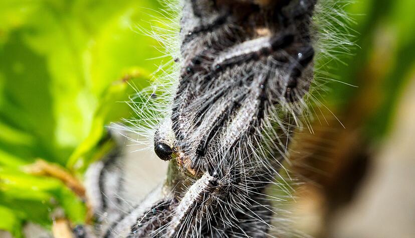 Deutschlandweit werden Maßnahmen gegen den Eichenprozessionsspinner ergriffen. (Archivbild) Deutschlandweit werden Maßnahmen gegen den Eichenprozessionsspinner ergriffen. (Archivbild)