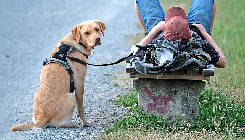Gehen manche Hundebesitzer zu voreilig zum Tierarzt, weil sie nicht ausreichend Grundwissen über die Pflege ihres Tieres haben? Gehen manche Hundebesitzer zu voreilig zum Tierarzt, weil sie nicht ausreichend Grundwissen über die Pflege ihres Tieres haben?