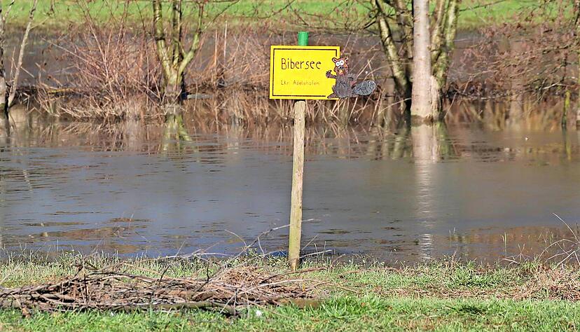 Ruhig liegt der Bibersee an der L 552 zwischen Eppingen und Elsenz, Abzweigung Adelshofen. Biber haben Dämme gebaut und so das Wasser zu einen beachtlichen kleinen See angestaut.
Foto: Franz Theuer Ruhig liegt der Bibersee an der L 552 zwischen Eppingen und Elsenz, Abzweigung Adelshofen. Biber haben Dämme gebaut und so das Wasser zu einen beachtlichen kleinen See angestaut.
Foto: Franz Theuer