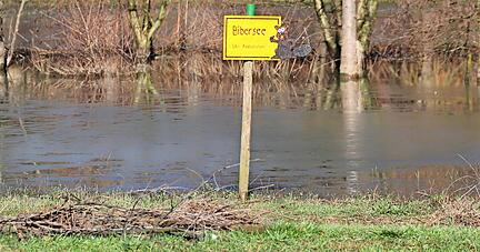 Ruhig liegt der Bibersee an der L 552 zwischen Eppingen und Elsenz, Abzweigung Adelshofen. Biber haben Dämme gebaut und so das Wasser zu einen beachtlichen kleinen See angestaut.
Foto: Franz Theuer Ruhig liegt der Bibersee an der L 552 zwischen Eppingen und Elsenz, Abzweigung Adelshofen. Biber haben Dämme gebaut und so das Wasser zu einen beachtlichen kleinen See angestaut.
Foto: Franz Theuer