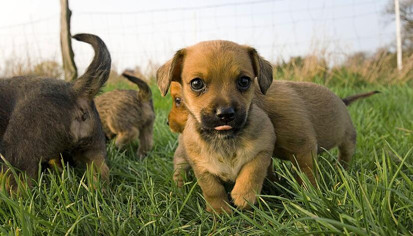 Züchter können die vielen Wünsche nach einem jungen Hund nicht erfüllen. Im Internet floriert das Geschäft, auch illegale Tiertransporte aus dem Ausland nehmen laut Polizei zu.
Foto: David Büttner/stock.adobe.com Züchter können die vielen Wünsche nach einem jungen Hund nicht erfüllen. Im Internet floriert das Geschäft, auch illegale Tiertransporte aus dem Ausland nehmen laut Polizei zu.
Foto: David Büttner/stock.adobe.com
