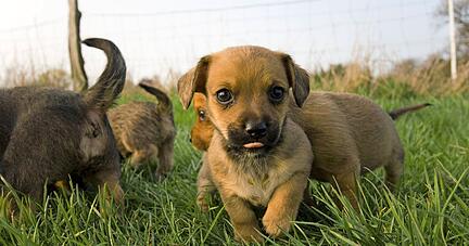 Züchter können die vielen Wünsche nach einem jungen Hund nicht erfüllen. Im Internet floriert das Geschäft, auch illegale Tiertransporte aus dem Ausland nehmen laut Polizei zu.
Foto: David Büttner/stock.adobe.com