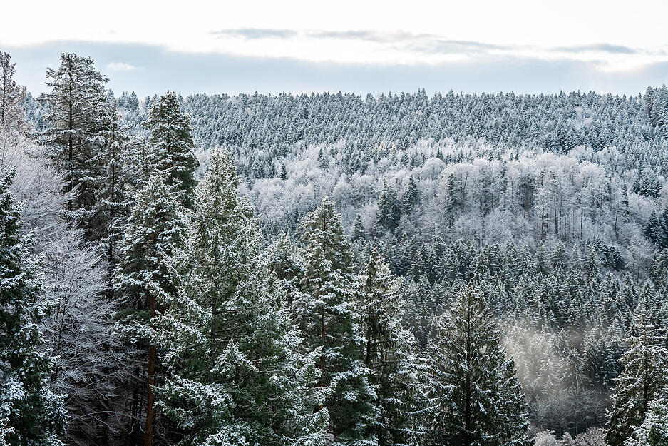 Schnee liegt auf Bäumen in einem Waldstück bei Rottweil.