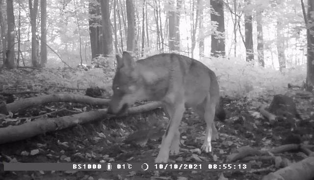 Das Bild der Wildkamera in Weinsberg zeigt den Wolf. Foto: privat Das Bild der Wildkamera in Weinsberg zeigt den Wolf. Foto: privat