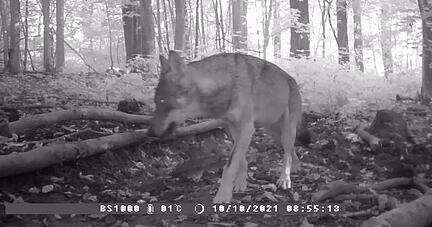 Das Bild der Wildkamera in Weinsberg zeigt den Wolf. Foto: privat