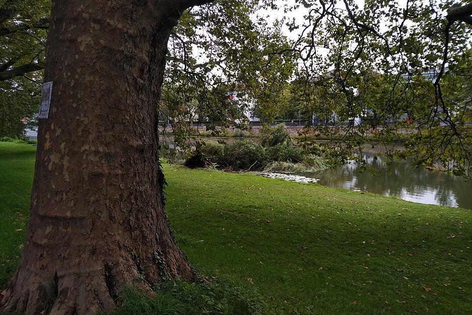 Baum kippt in den Neckar